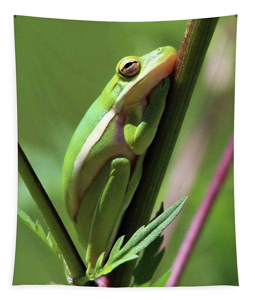 Frog Tapestry featuring the photograph Sleepy Time by Michael Allard