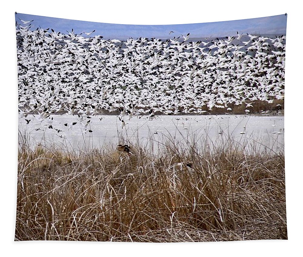 Snow Geese Tapestry featuring the photograph Snow Geese Migration by Ed Riche