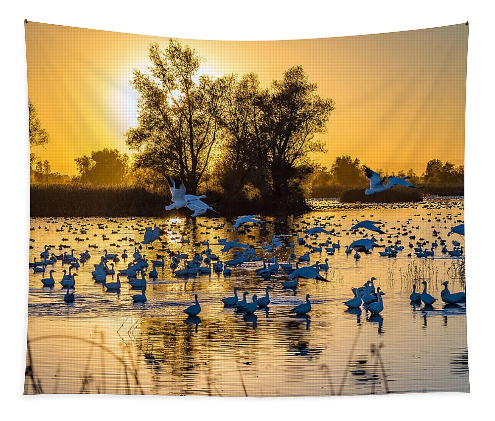 Gray Lodge Wildlife Area Tapestry featuring the photograph Snow Geese by Mike Ronnebeck