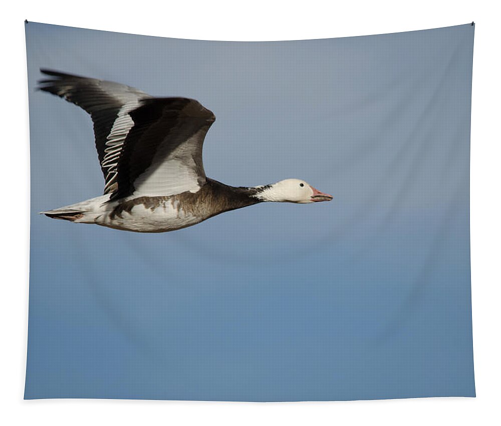 Birdwatching Tapestry featuring the photograph Snow Goose by James Petersen