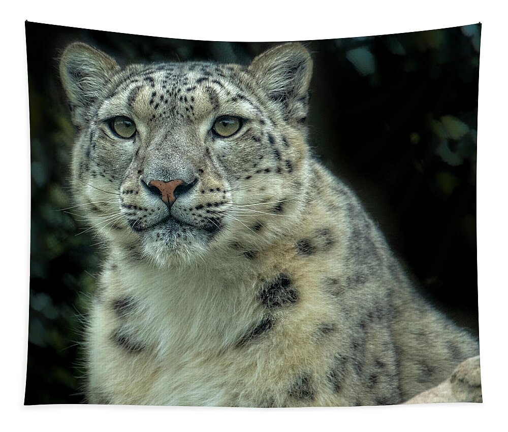 Snow Leopard Tapestry featuring the photograph Snow Leopard 1 by Catherine Reading