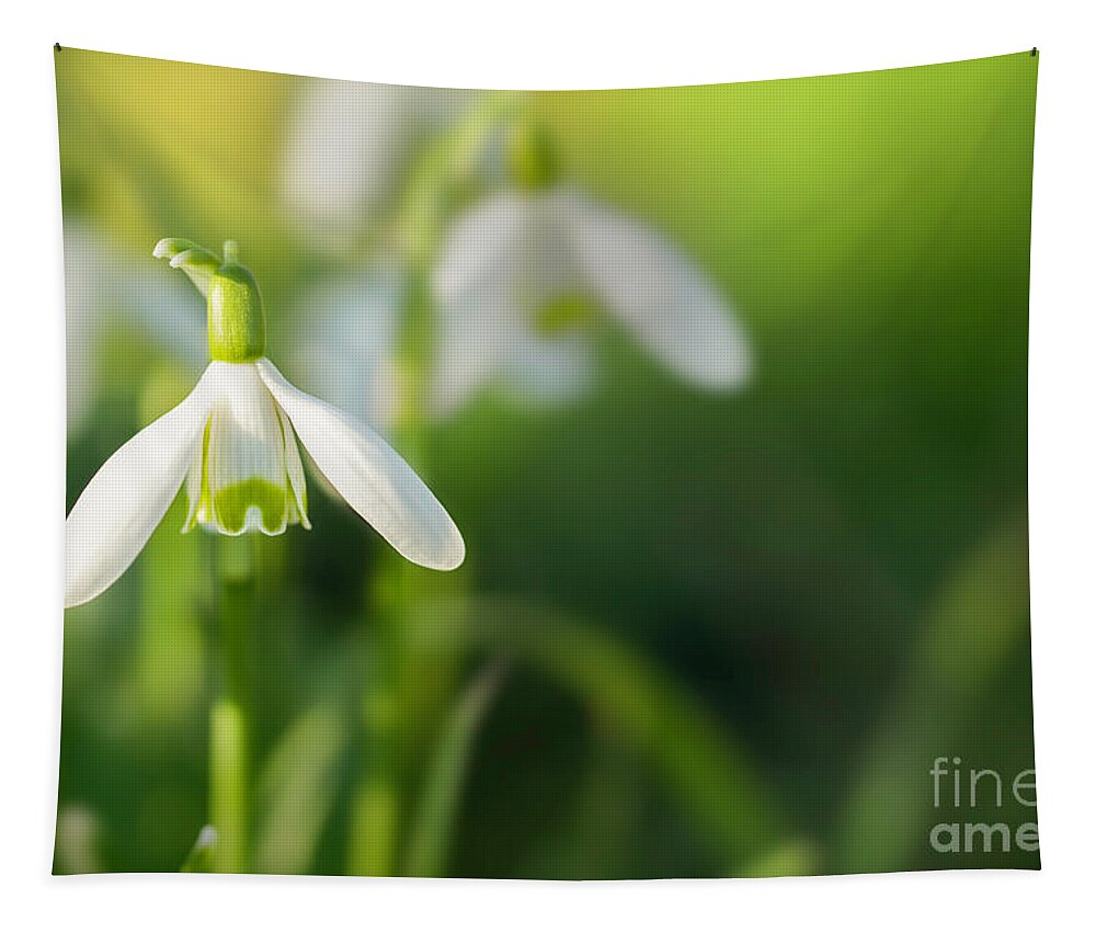 Snowdrops Tapestry featuring the photograph Snowdrops at eye level with copy space by Simon Bratt