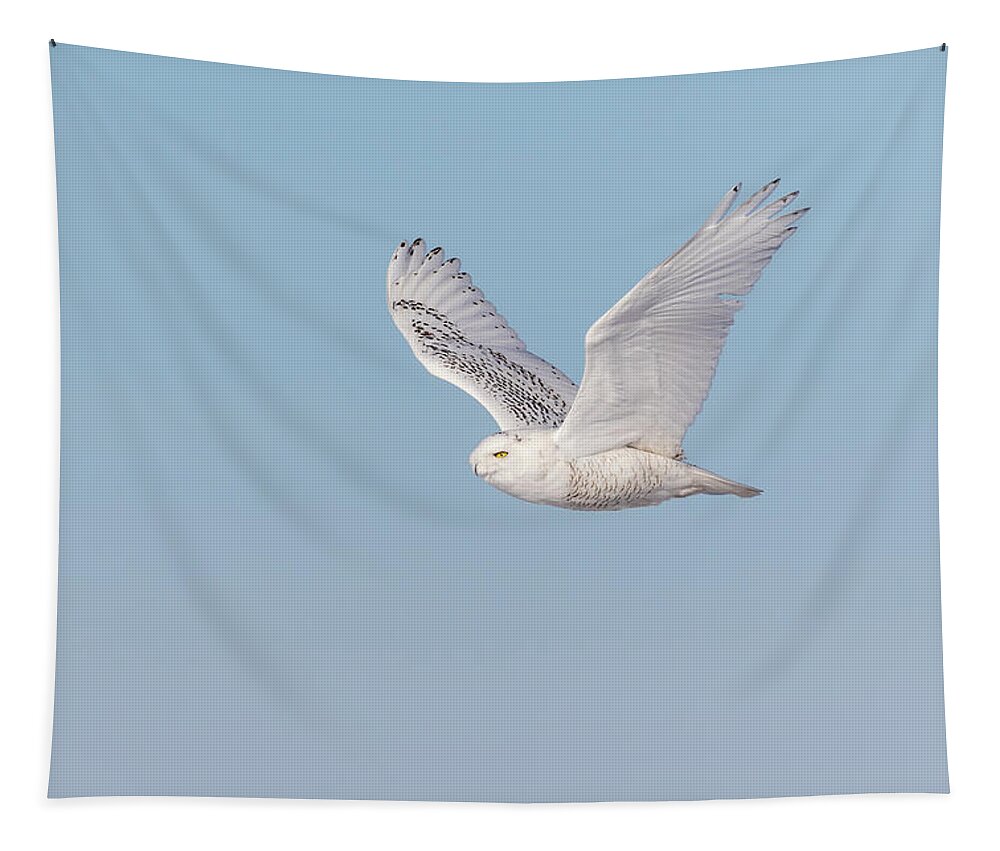 Snowy Owl (bubo Scandiacus) Tapestry featuring the photograph Snowy Owl 2018-23 by Thomas Young