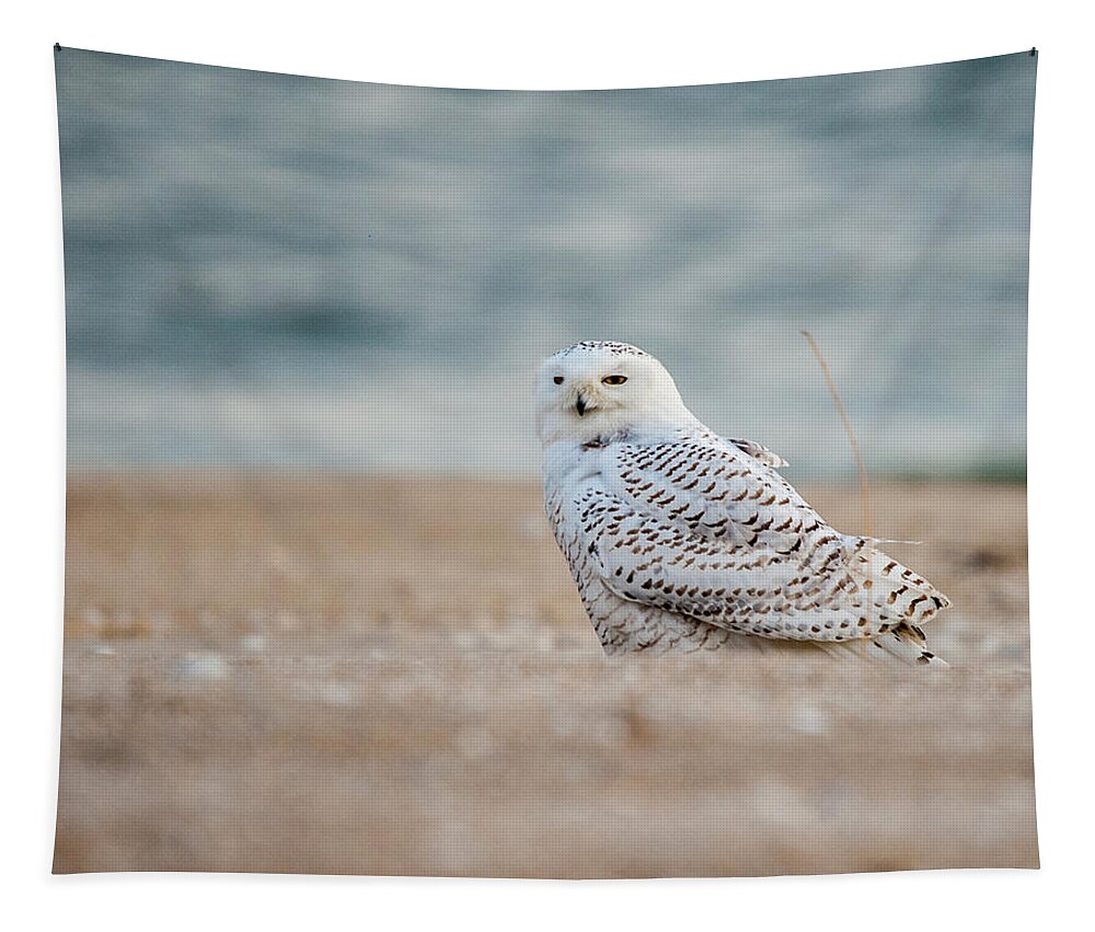 Owl Tapestry featuring the photograph Snowy Owl 5872 by Cathy Kovarik