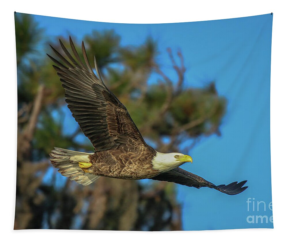 Eagle Tapestry featuring the photograph Soaring Eagle by Tom Claud