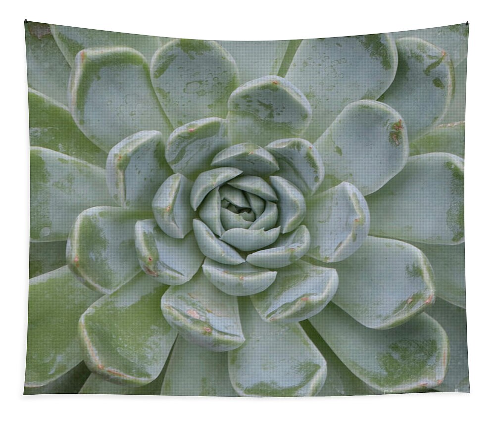 Succulents Tapestry featuring the photograph Soft Colors Succulent by Carol Groenen