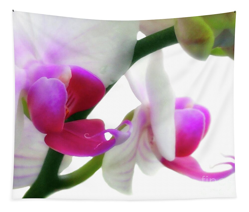 Orchid Tapestry featuring the photograph Soft Glow Pink Orchid by Amy Dundon