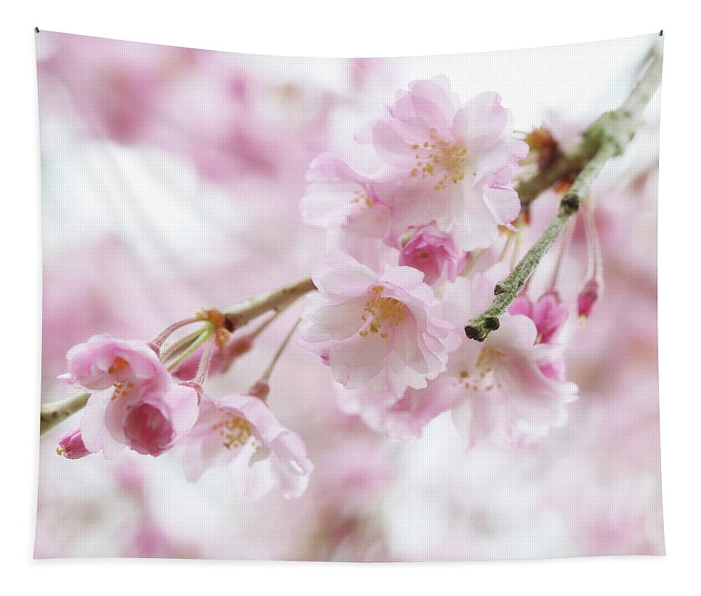 Flowers Tapestry featuring the photograph Soft Pink Cherry Blossoms by Trina Ansel