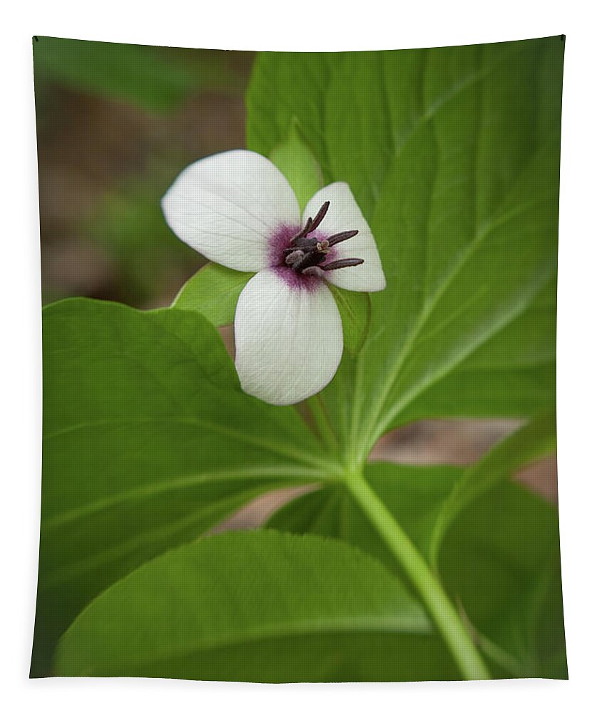 Great Smoky Mountain National Park Tapestry featuring the photograph Southern Nodding Trillium 2 by Joye Ardyn Durham