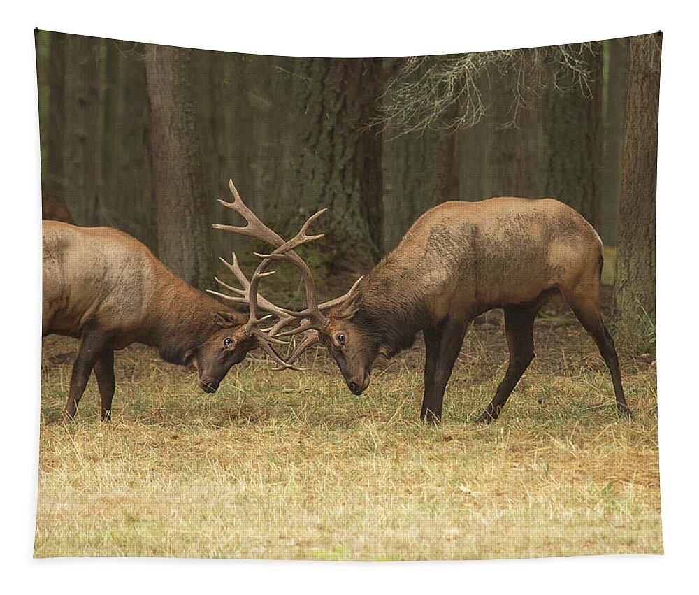 Wildlife Tapestry featuring the photograph Sparring by Bob Cournoyer