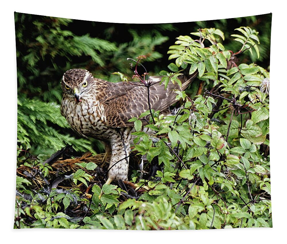 Sparrowhawk Tapestry featuring the photograph Sparrowhawk With Kill by Jeff Townsend
