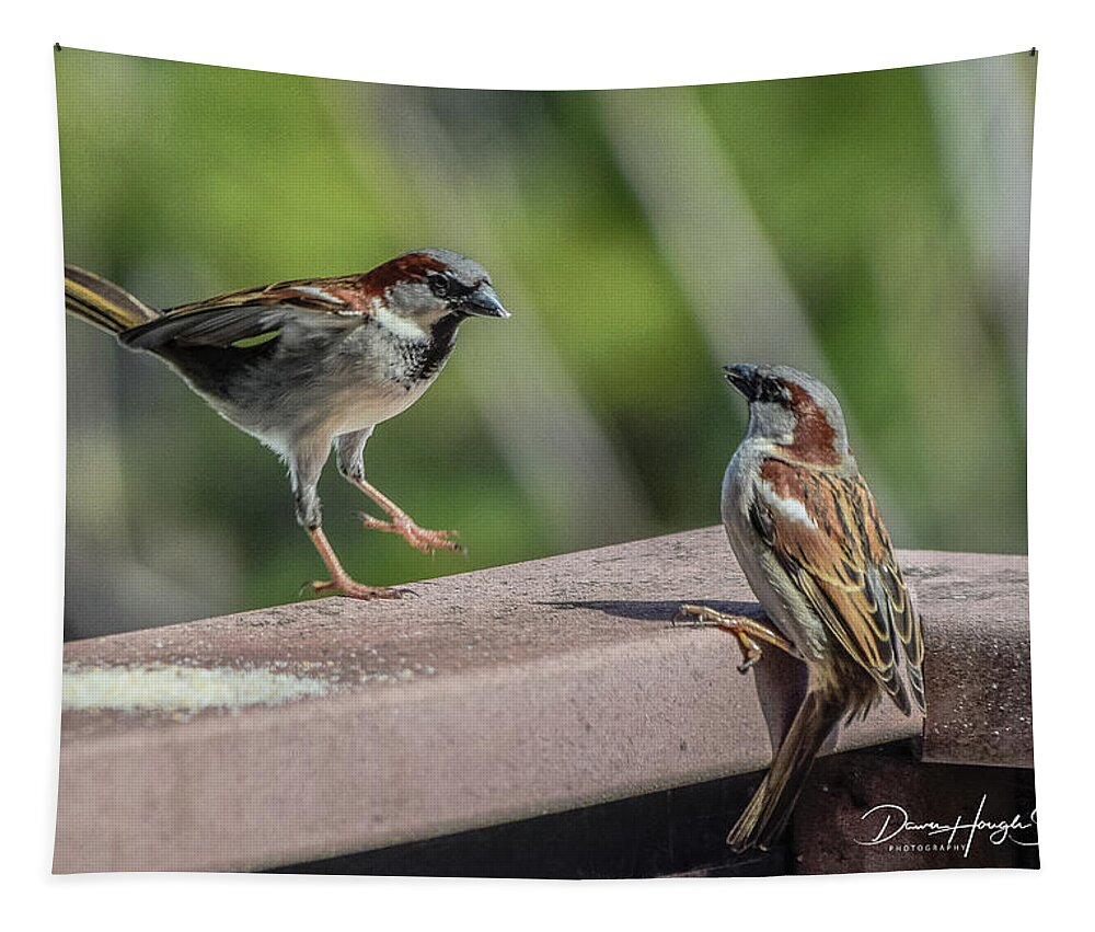 Hooded Sparrow Tapestry featuring the photograph Sparrows At Play by Dawn Hough Sebaugh