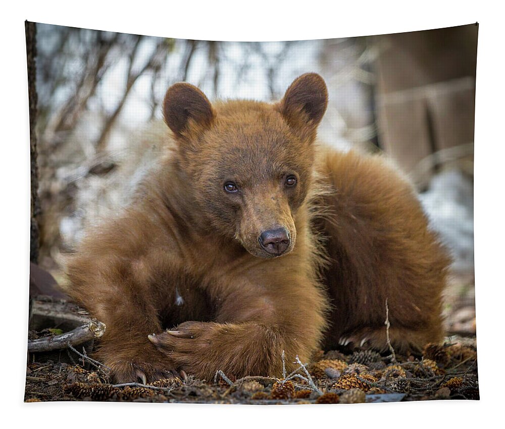 Bear Tapestry featuring the photograph Spring Bloom by Kevin Dietrich