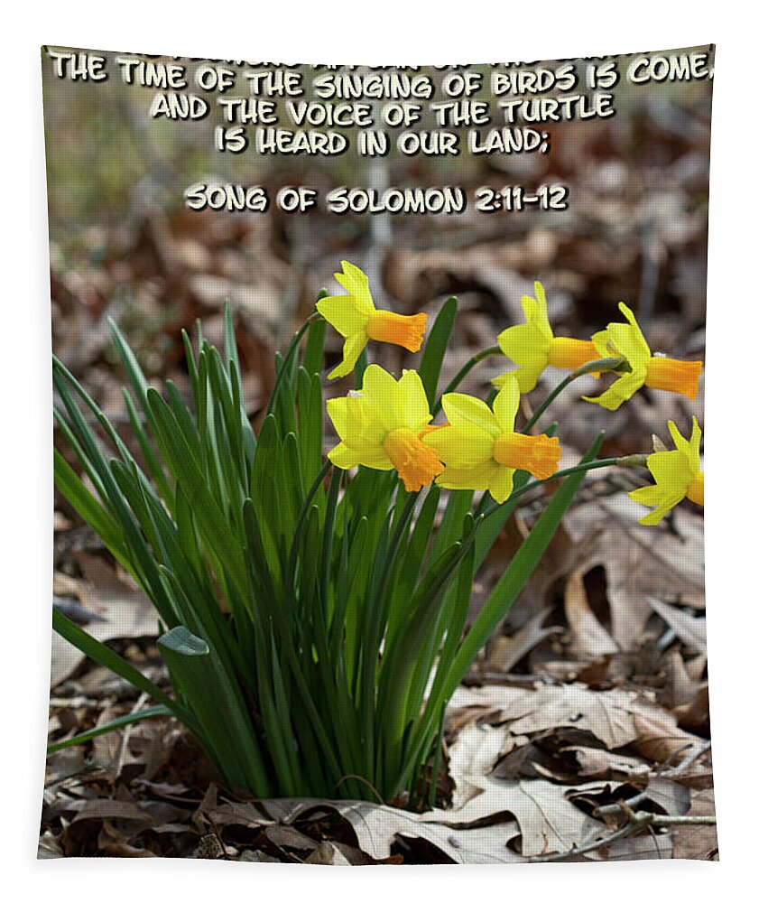 Daffodils Tapestry featuring the photograph Spring Blooming Daffodils and Song of Solomon Winter is Past by Kathy Clark