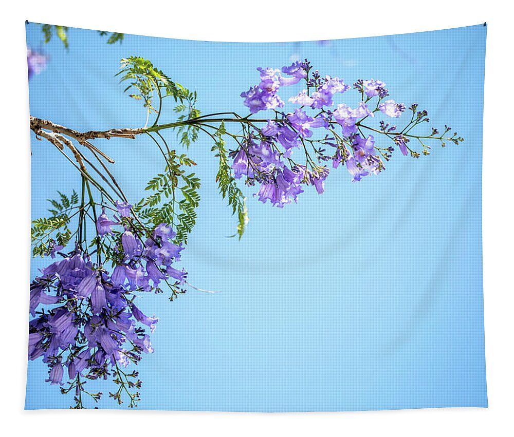 Jacaranda Tree Tapestry featuring the photograph Springtime Beauty by Az Jackson