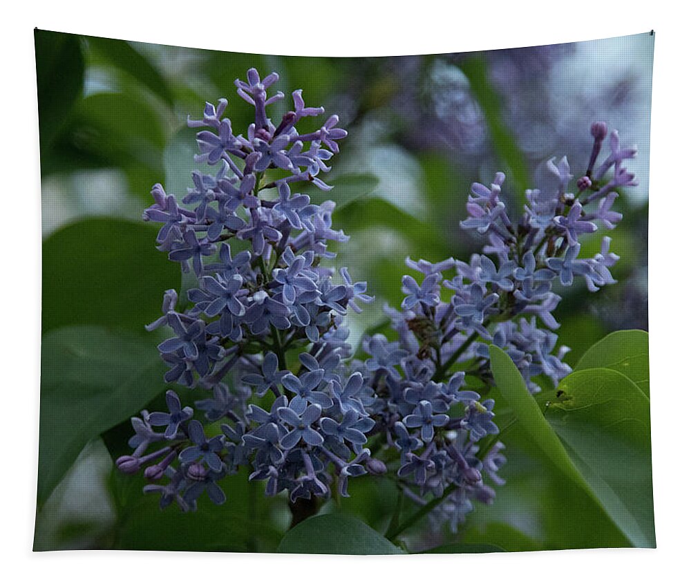 Close Up Tapestry featuring the photograph Springtime Lilac by Jeff Folger