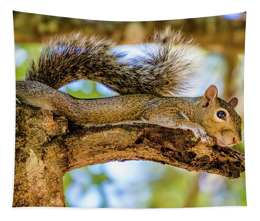 Grey Squirrel Tapestry featuring the photograph Squirrel All Stretched Out by Jordan Hill