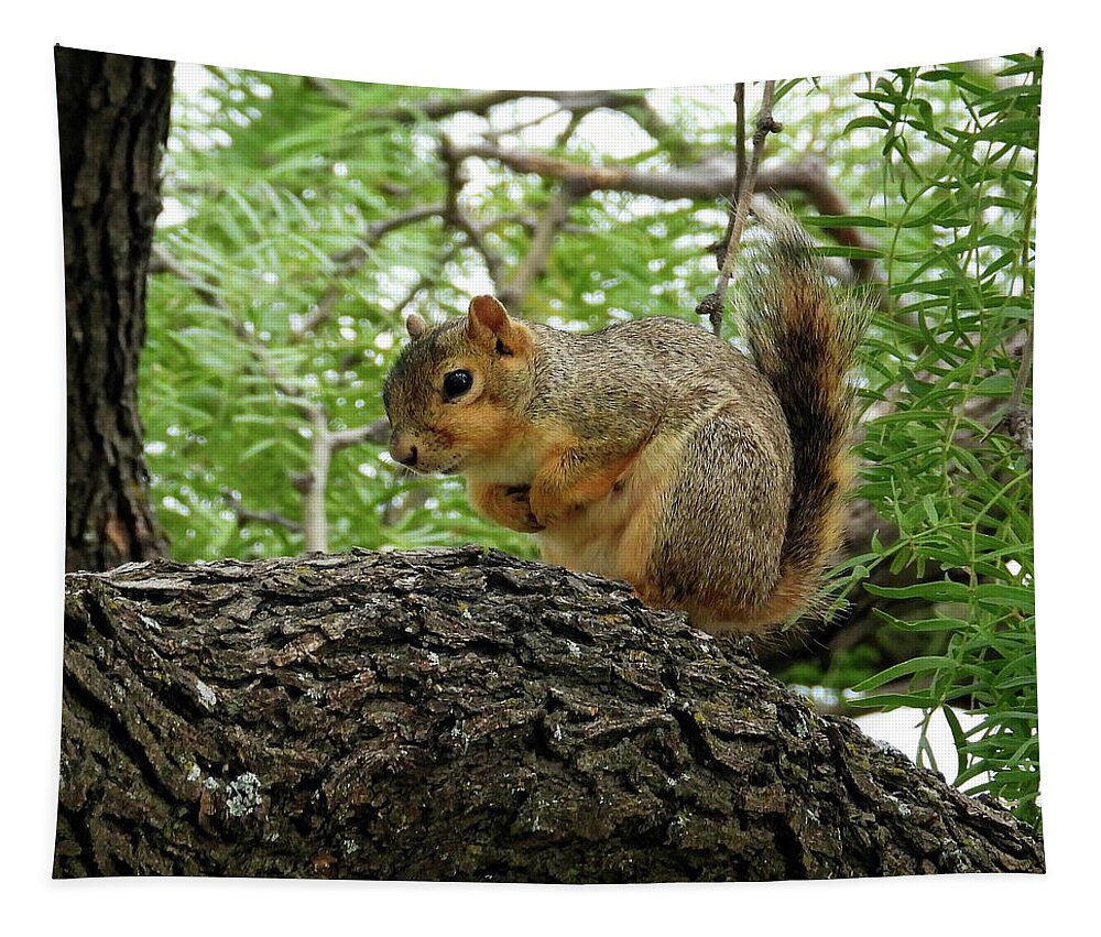 Squirrel Tapestry featuring the photograph Squirrel In A Tree by David G Paul