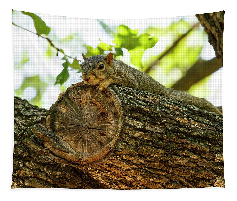 Squirrel Tapestry featuring the photograph Squirrel with a view by Jason Hughes