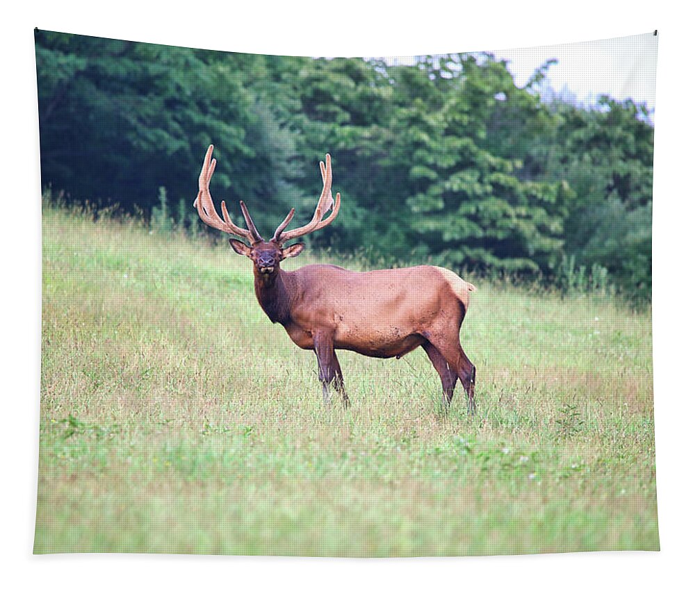 Elk Tapestry featuring the photograph Standing Tall by Scott Burd