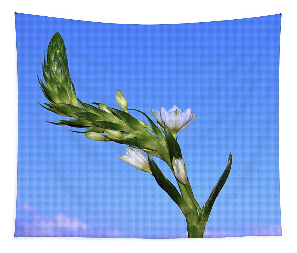  Star Of Bethlehem Tapestry featuring the photograph Star Of Bethlehem. by Terence Davis