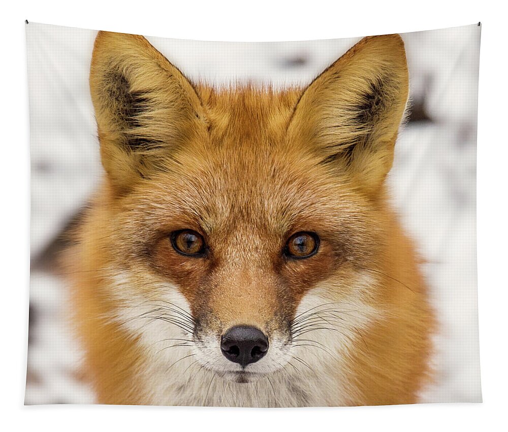 Red Fox Fox Winter Snow Animal Wildlife Stoughton Wi Wisconsin Nature Winter January Cute Furry Tapestry featuring the photograph Staredown with Red Fox during winter in Stoughton Wisconsin #2 by Peter Herman