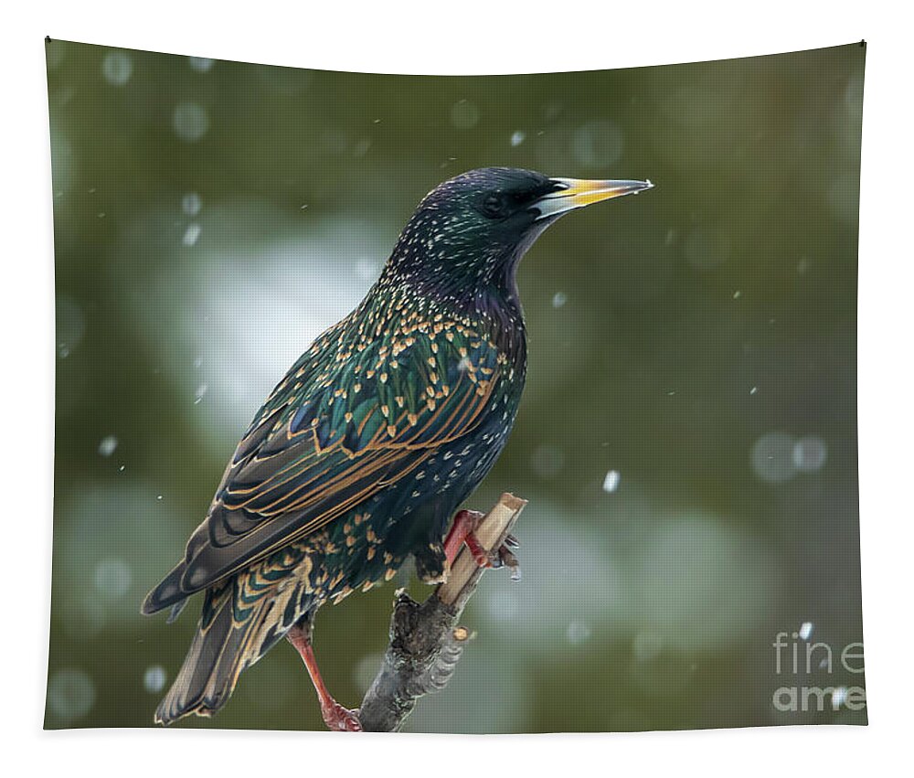 Bird Tapestry featuring the photograph Starling Bird Portrait by Sandra J's