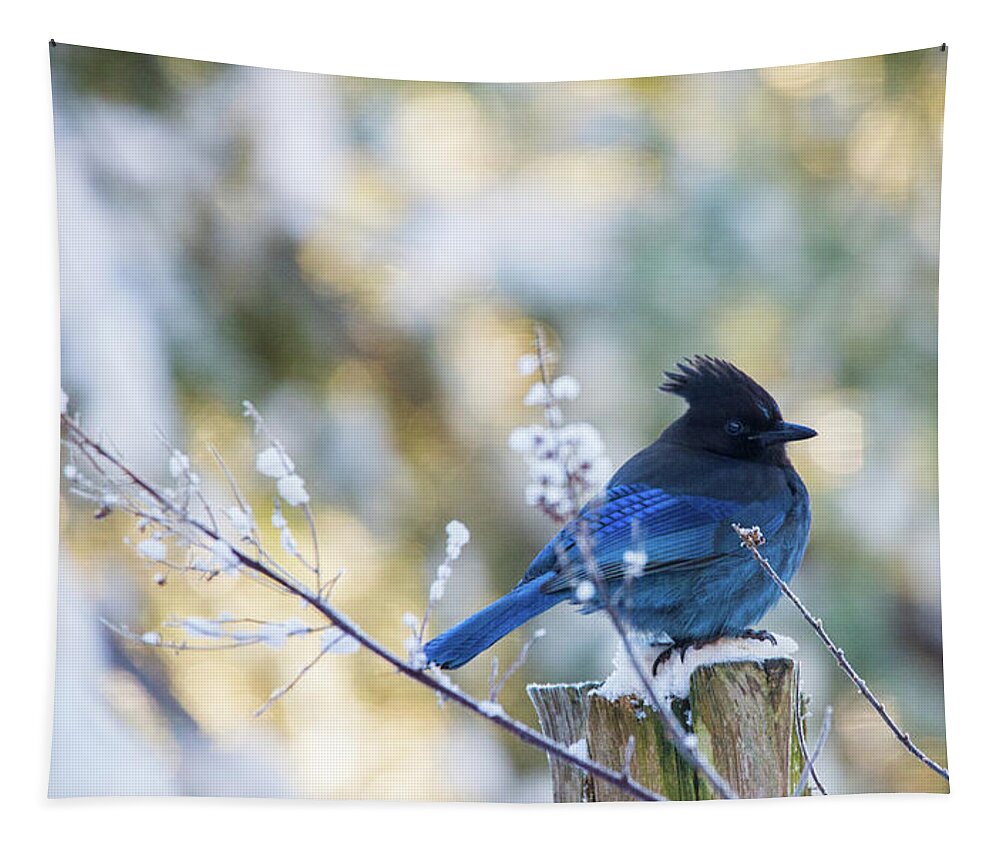 Bird Tapestry featuring the photograph Stellar Jay In The Snow by Rory Siegel