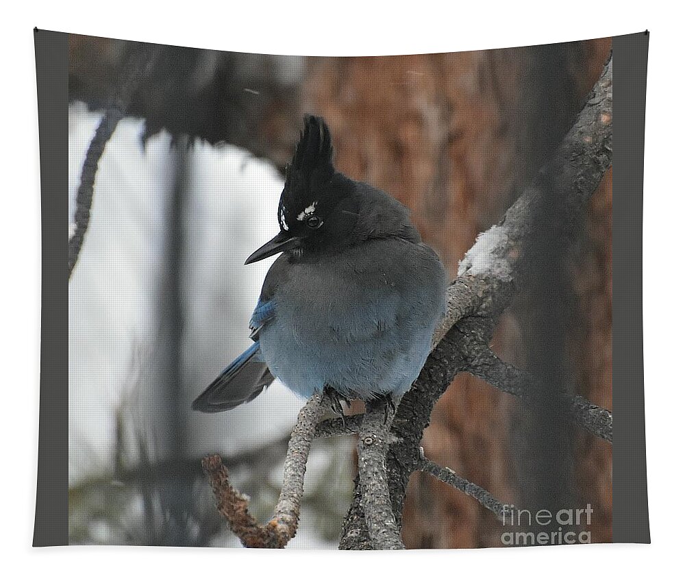 Stellar's Jay Tapestry featuring the photograph Stellar's Jay in Pine by Dorrene BrownButterfield