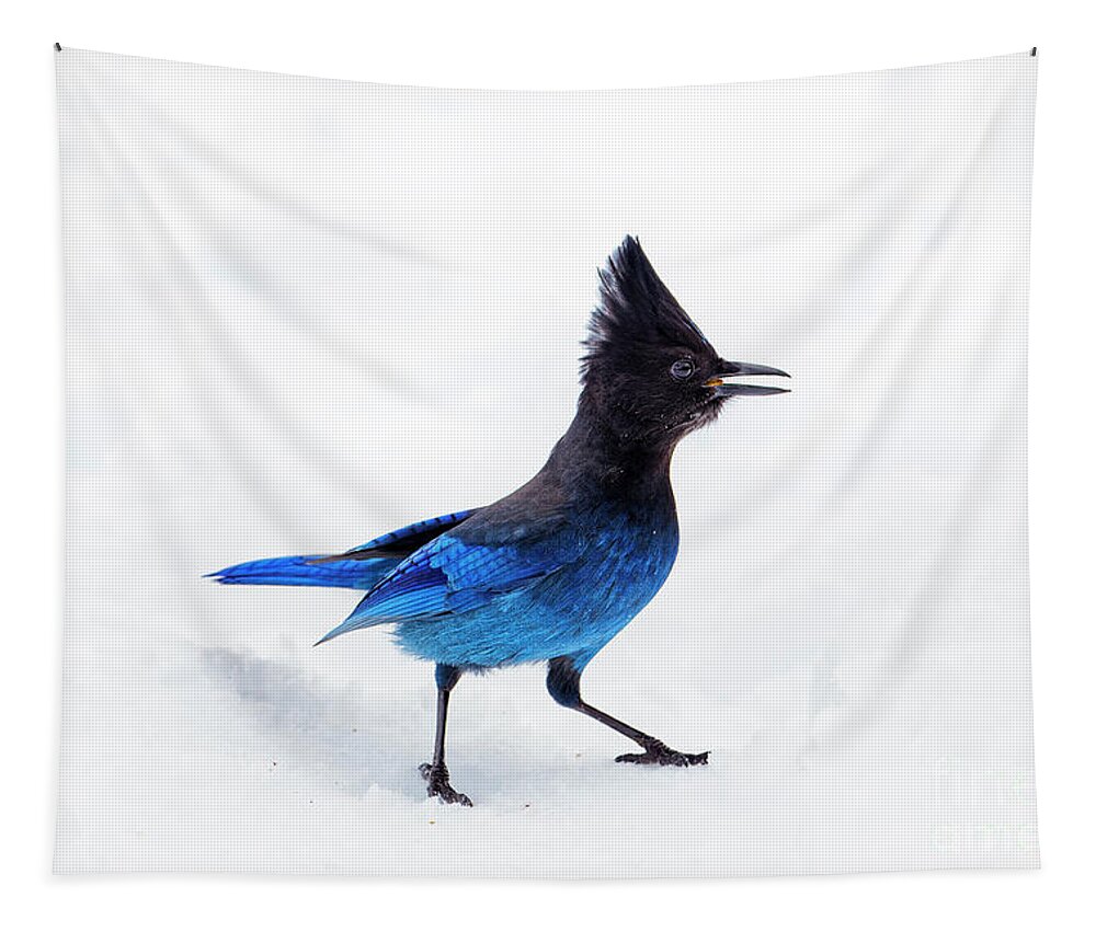 Wild Tapestry featuring the photograph Stellers Jay Cyanocitta stelleri bird snow head crest Oregon by Robert C Paulson Jr
