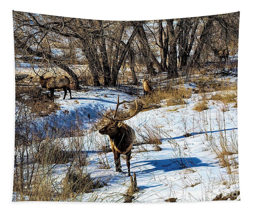 Jon Burch Tapestry featuring the photograph Bird of Prey by Jon Burch Photography