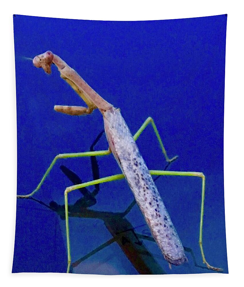 Praying Mantis Tapestry featuring the photograph Strange Encounter by Debra Grace Addison