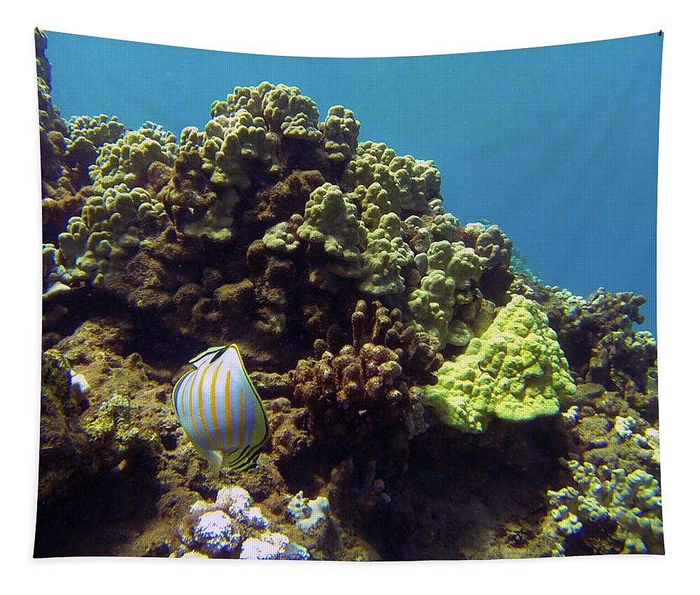 Striped Butterfly Fish Tapestry featuring the photograph Striped Butterfly Fish by Anthony Jones