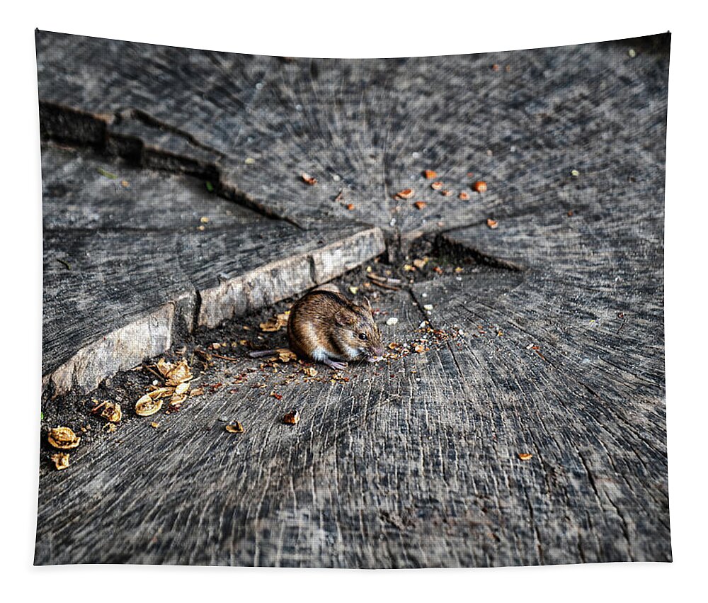 Mouse Tapestry featuring the photograph Striped Field Mouse Eating Nuts On Tree Stamp by Artur Bogacki