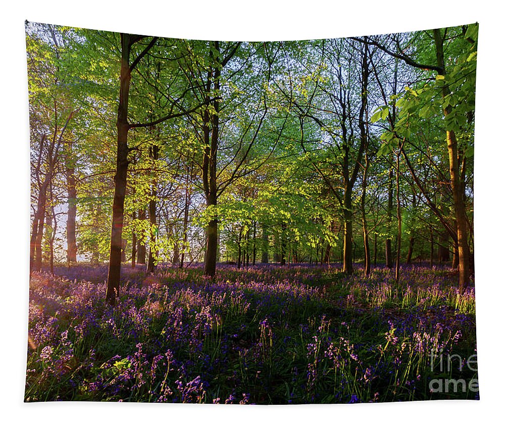 Bluebells Tapestry featuring the photograph Stunning bluebells woodland at sunrise by Simon Bratt