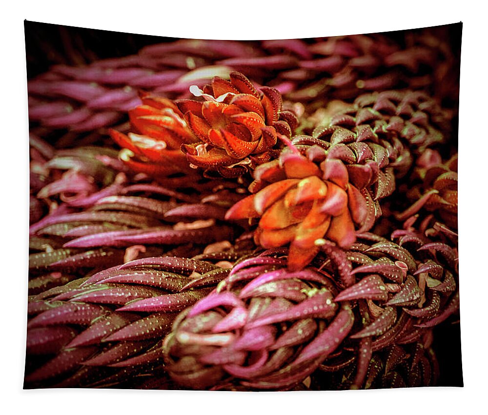 Succulent Tapestry featuring the photograph Succulent IV by Lily Malor