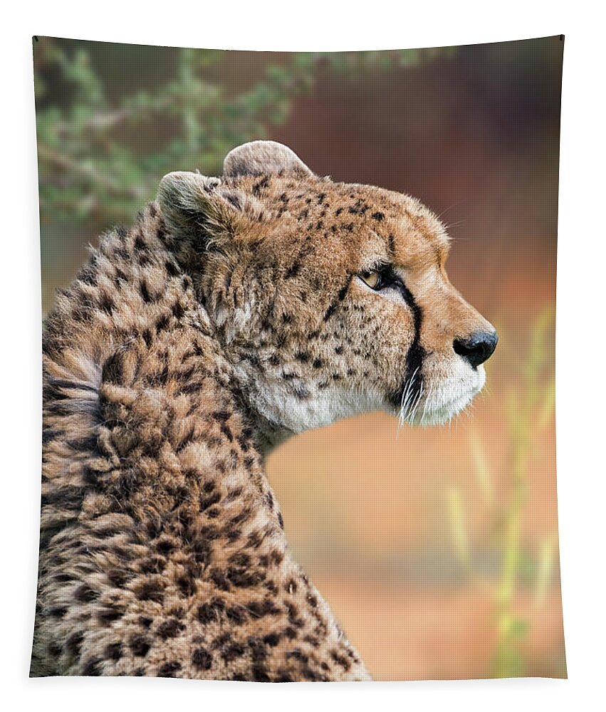 Northeast African Cheetah Tapestry featuring the photograph Sudan Cheetah by Arterra Picture Library