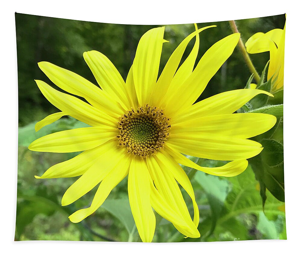 Sunflower Tapestry featuring the photograph Sunflower 21 by Amy E Fraser