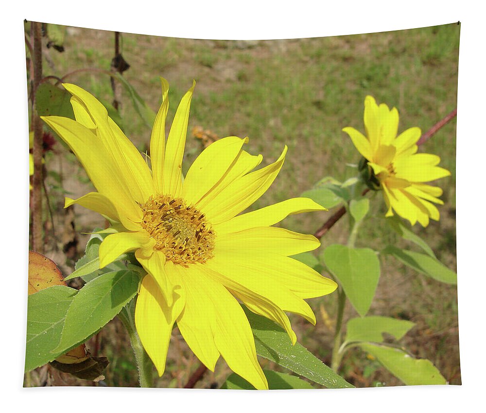 Sunflower Tapestry featuring the photograph Sunflower 58 by Amy E Fraser