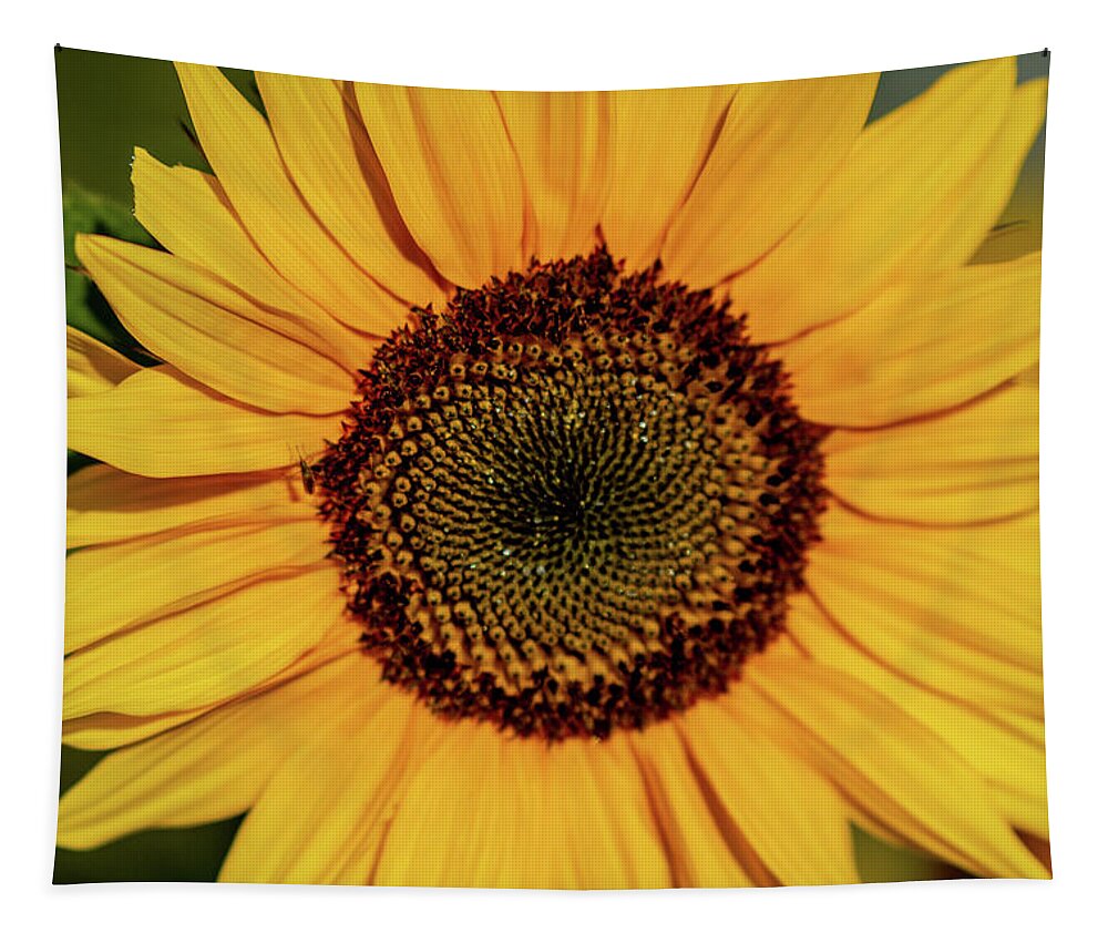 Nature Tapestry featuring the photograph Sunflower Closeup by Douglas Wielfaert