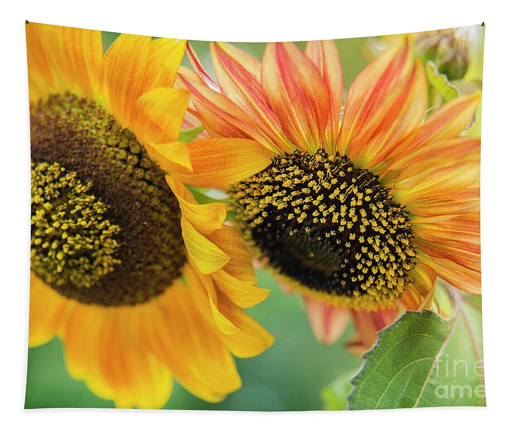 Maine Tapestry featuring the photograph Sunflowers by Alana Ranney