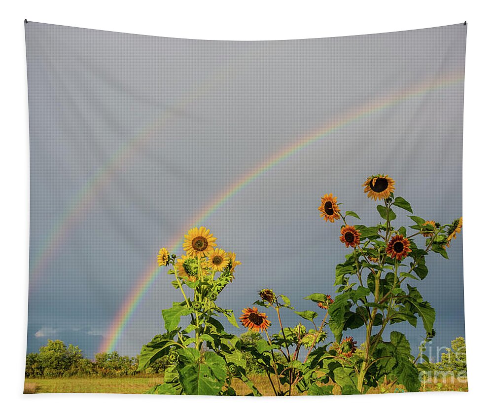 Cheryl Baxter Photography Tapestry featuring the photograph Sunflowers Under the Rainbow by Cheryl Baxter
