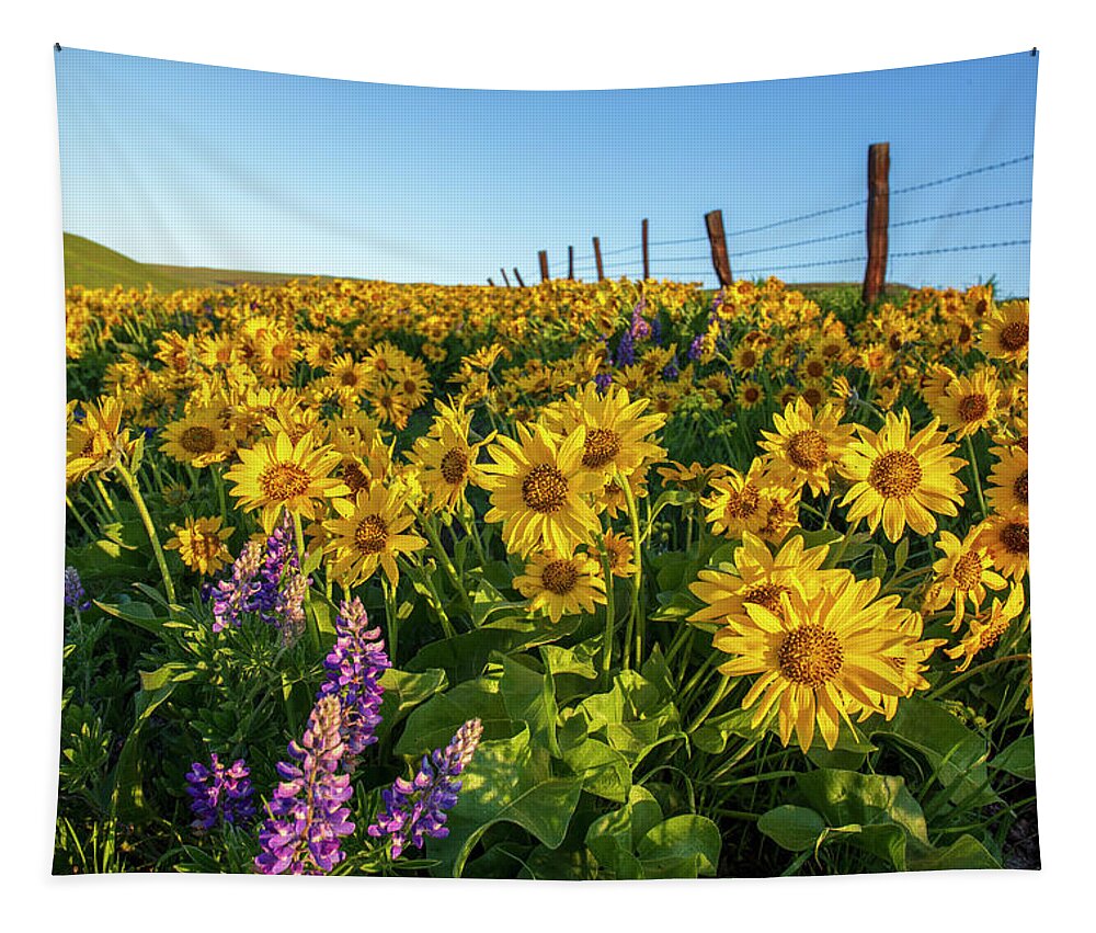 Sunny Balsamroot Tapestry featuring the photograph Sunny balsamroot by Lynn Hopwood