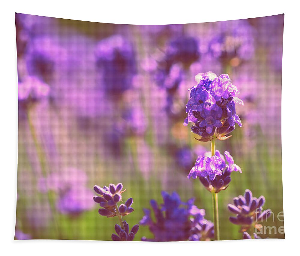 Lavender Tapestry featuring the photograph Sunny lavender by Delphimages Photo Creations