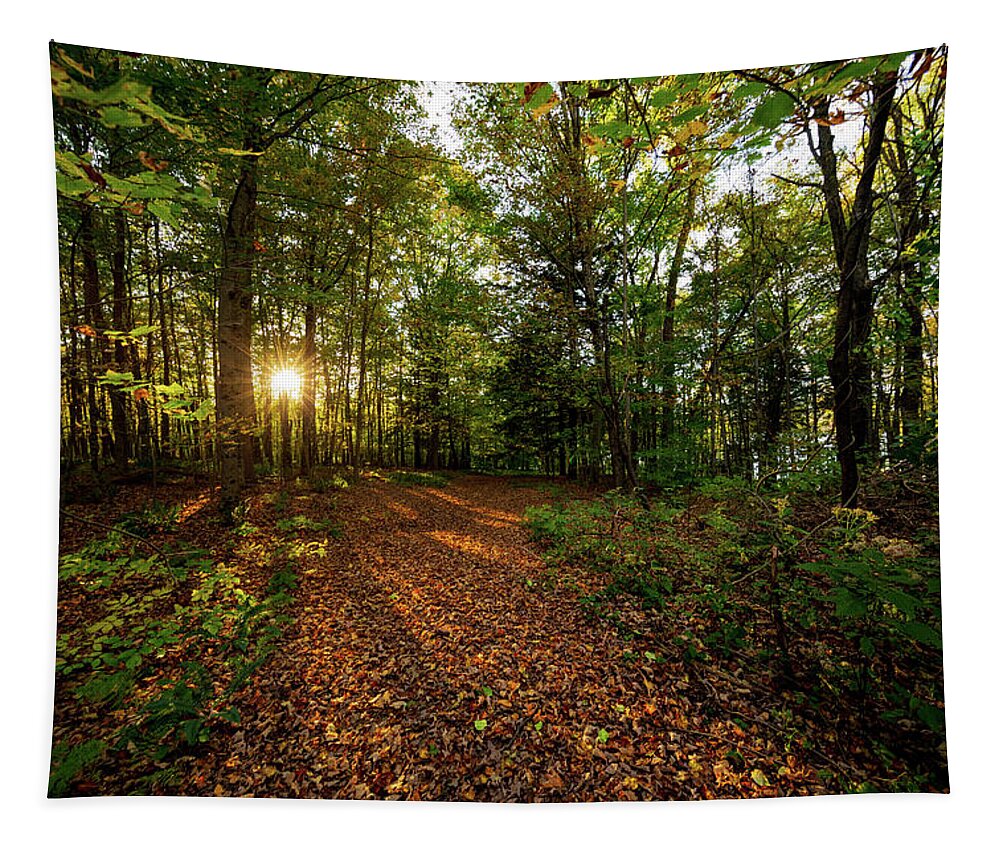 Sunset Tapestry featuring the photograph Sunset in the forrest #1381 by Michael Fryd