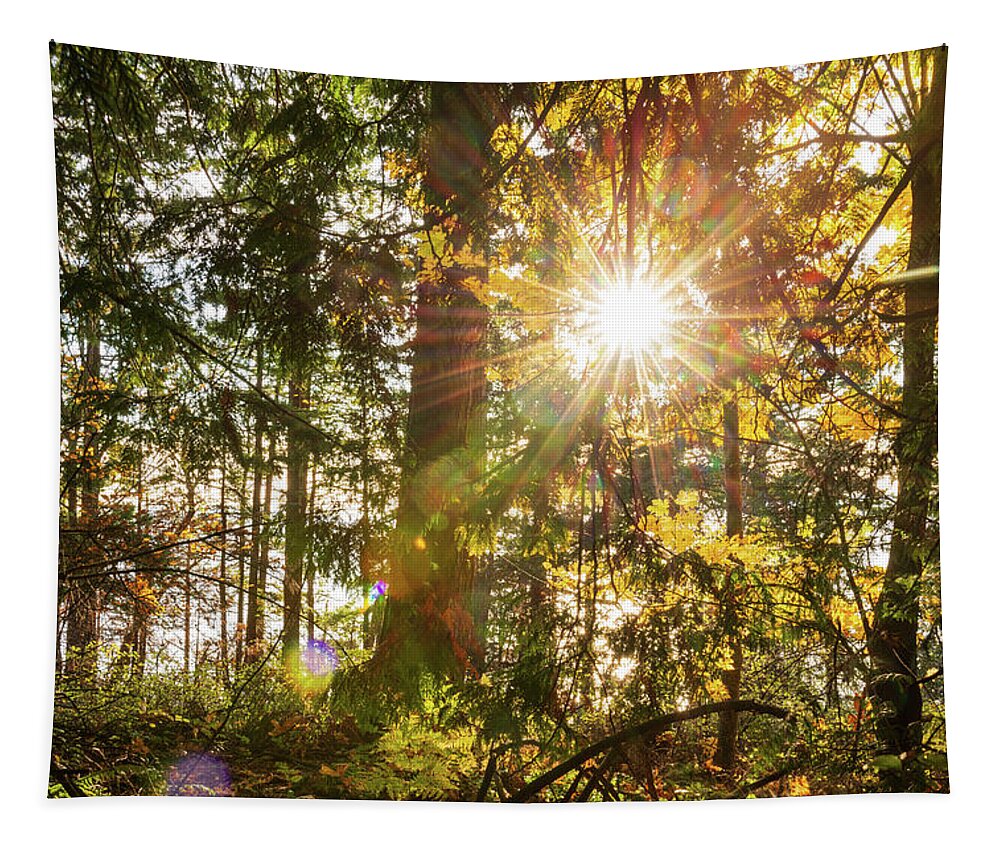 Fall; Autumn; Color; Trees; Forest; Sun; Ray Of Sunshine; Trail; Chuckanut Drive; Washington; Pnw; Pacific North West Tapestry featuring the digital art Sunshine at Whatcom County by Michael Lee