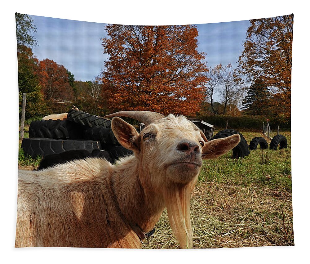 Vermont Tapestry featuring the photograph Sup goat by Toby McGuire