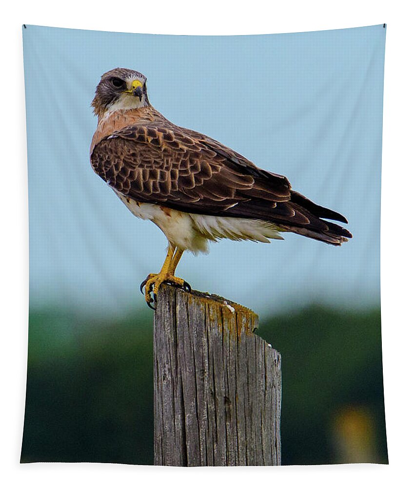 Swainson's Tapestry featuring the photograph Swainson's Hawk - 1 by Jeffrey Schulz