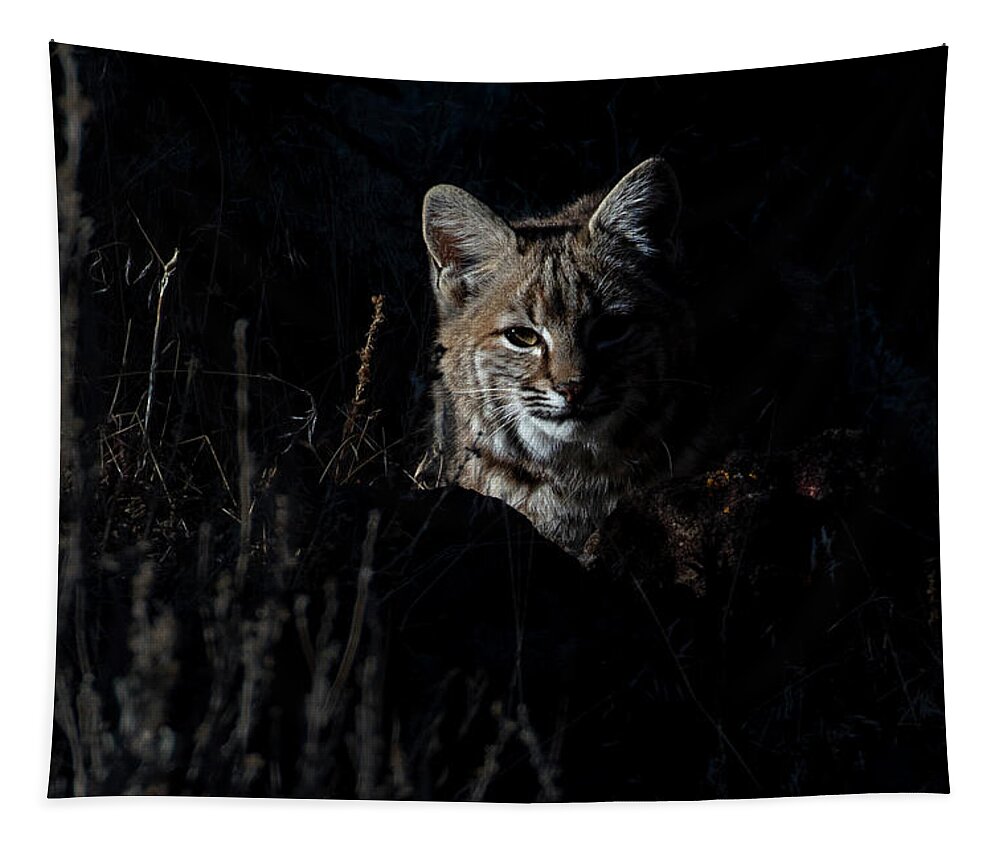  Tapestry featuring the photograph Wild bobcat by John T Humphrey