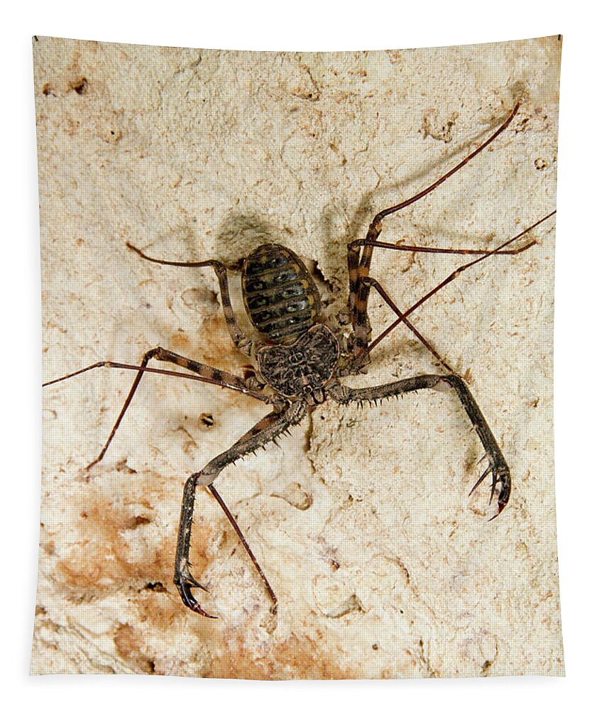 Africa Tapestry featuring the photograph Tailless Whip Scorpion by Ivan Kuzmin